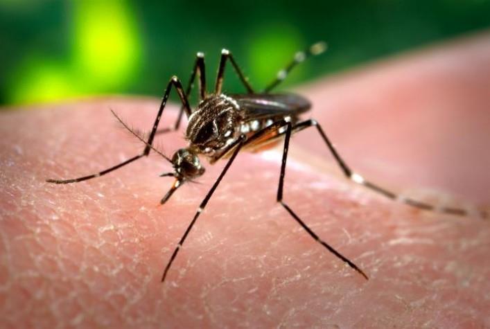 O vírus Zika é transmitido por meio da picada do mosquito Aedes aegypti