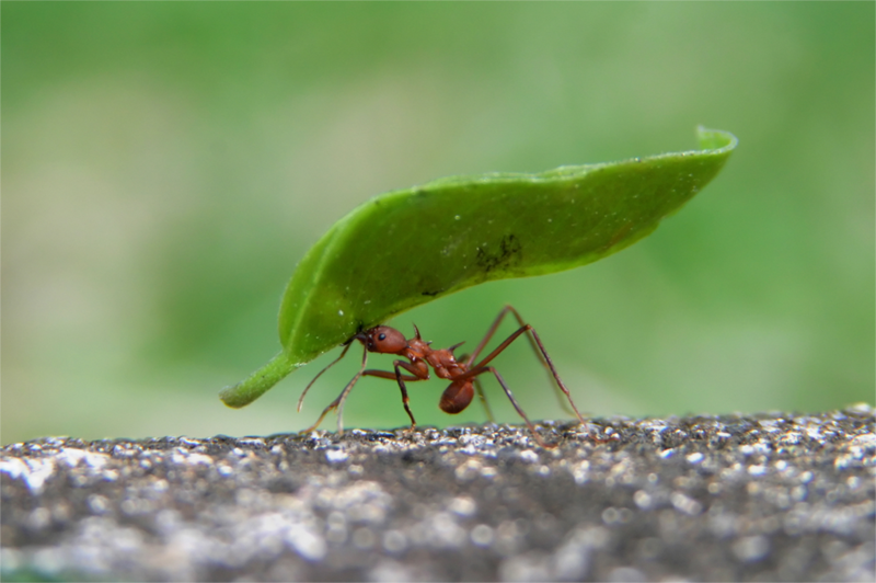 As formigas