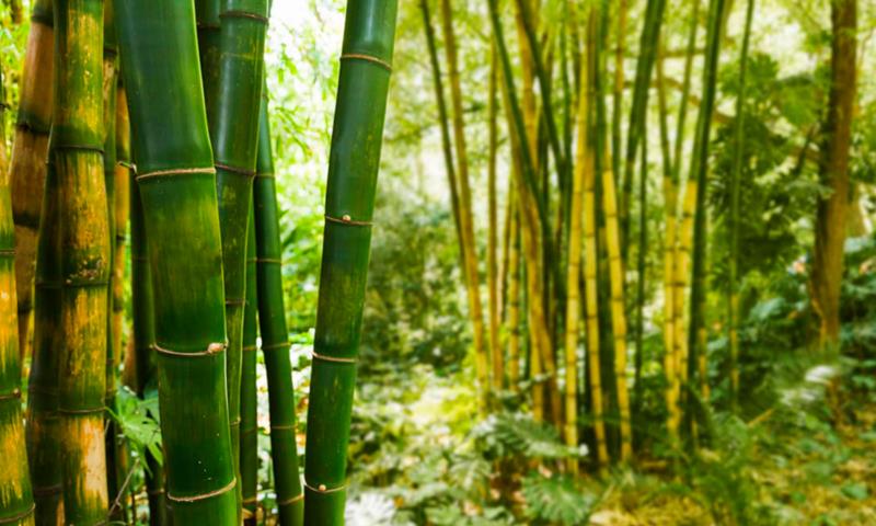 As Sete Lições do Bambú