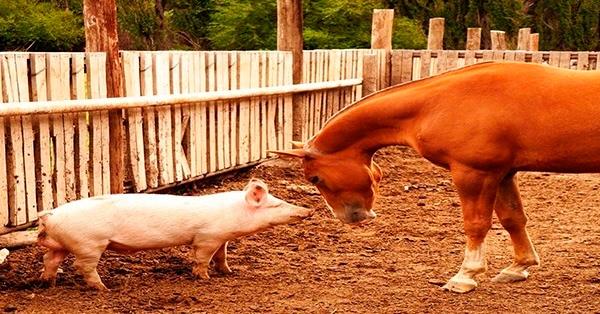 CARA, SE VOCÊ NÃO SE AMANHÃ AQUELE LEVANTAR ATÉ AMANHÃ, CAVALO NÃO FICAR DE  ELES VÃO